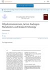 Dihydrotestosterone, Active Androgen Metabolites and Related Pathology