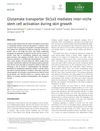 Glutamate transporter Slc1a3 mediates inter‐niche stem cell activation during skin growth