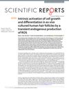 Intrinsic activation of cell growth and differentiation in ex vivo cultured human hair follicles by a transient endogenous production of ROS