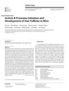 Activin B Promotes Initiation and Development of Hair Follicles in Mice