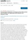 Pharmacological Mobilization of Endogenous Bone Marrow Stem Cells Promotes Liver Regeneration after Extensive Liver Resection in Rats