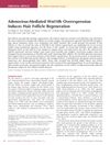 Adenovirus-Mediated Wnt10b Overexpression Induces Hair Follicle Regeneration