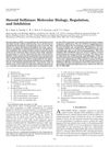 Steroid Sulfatase: Molecular Biology, Regulation, and Inhibition