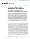 Twist2 contributes to skin regeneration and hair follicle formation in mouse fetuses
